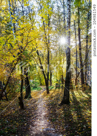 Amazing nature - autumn leaf color concept 104981549