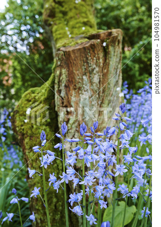 Blue forget me nots growing at the base of a tree in a beautiful garden or forest. A view of small perennials in an evergreen forest with fresh green in lush foliage against a nature background 104981570