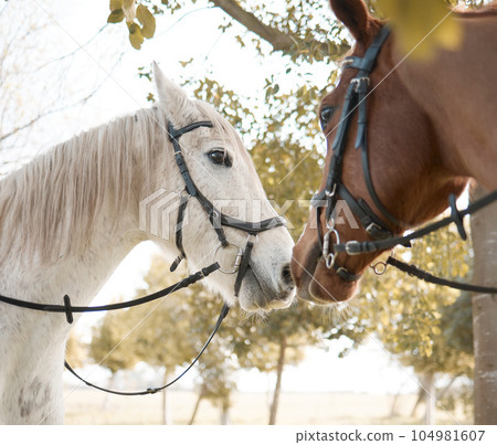 The two of you onto this marvelous partnership. two horses outside in a forest. The two of you onto this marvelous partnership. two horses outside in a forest. 104981607