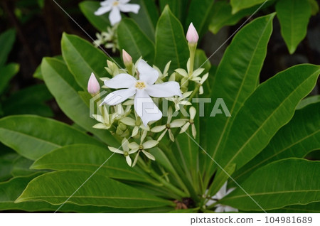 夾竹桃花 夾竹桃花 104981689