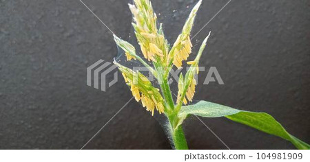 玉米雄花被紅蜘蛛佔據 玉米雄花被紅蜘蛛佔據 104981909