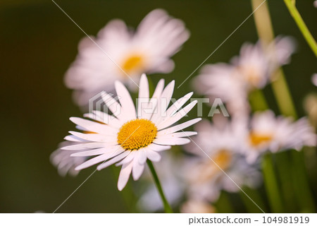 Daisy flowers growing in a field or garden on a sunny day outdoors. Leucanthemum vulgare or oxeye daisies daisies from the asteraceae species with white petals and yellow pistil blooming in spring 104981919