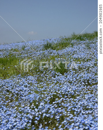 Hitachi Seaside Park, Nemophila, Miharashi Hill Hitachi Seaside Park, Nemophila, Miharashi Hill 104981985