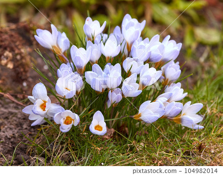 Crocus flower plant growing in a backyard garden during summer. Flowers flourishing in a lush green park during springtime from above. Top view of wildflowers blossoming in a grassy meadow or field Crocus flower plant growing in a backyard garden during summer. Flowers flourishing in a lush green park during springtime from above. Top view of wildflowers blossoming in a grassy meadow or field 104982014
