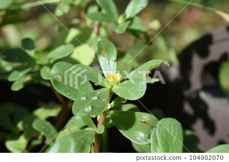 黃色馬齒莧花在花盆裡盛開 黃色馬齒莧花在花盆裡盛開 104982070