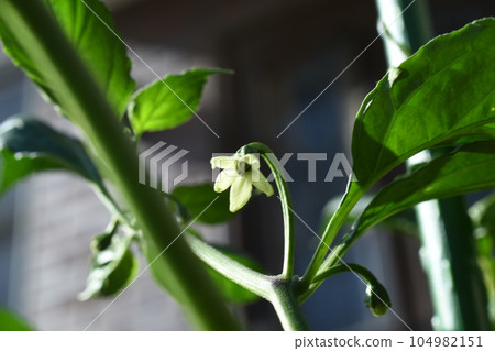 辣椒 Jolokia 小白花 辣椒 Jolokia 小白花 104982151