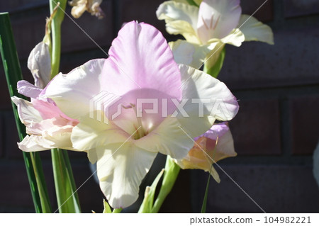 Gladiolus flowers in the morning sun Gladiolus flowers in the morning sun 104982221