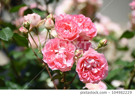 Rose of early summer Rose of early summer 104982229