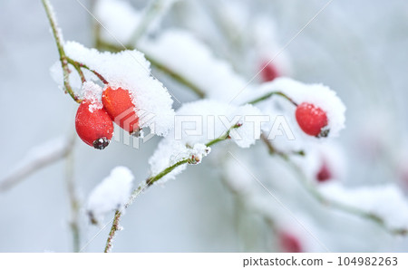 Fruit covered in snow, hanging on branches in winter. Frozen flowers and leaves under a snow blanket. Frosty branches growing in cold weather in the forest. Icy, dewy, early morning in nature woods Fruit covered in snow, hanging on branches in winter. Frozen flowers and leaves under a snow blanket. Frosty branches growing in cold weather in the forest. Icy, dewy, early morning in nature woods 104982263