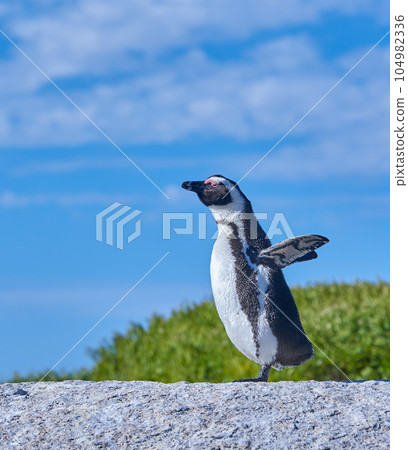 A sunbathing penguin standing on a rock on a summer day with a blue sky background and copy space. An arctic animal or bird walking on a stone outdoors in nature with copyspace A sunbathing penguin standing on a rock on a summer day with a blue sky background and copy space. An arctic animal or bird walking on a stone outdoors in nature with copyspace 104982336