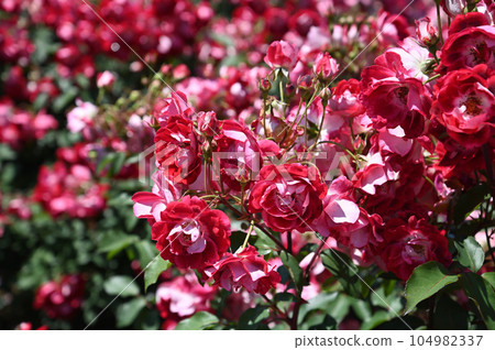 Rose of early summer 104982337