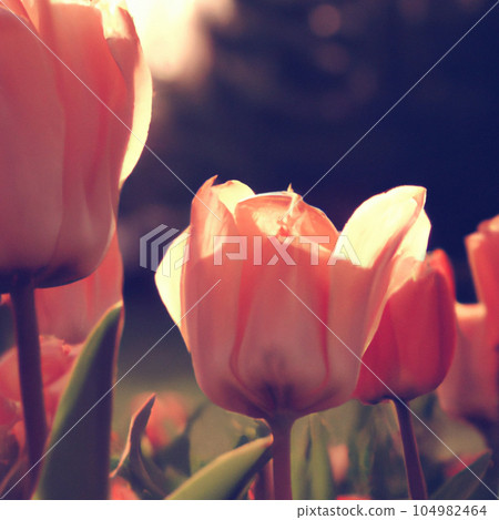 tulip Tulipa, bulbous herbs in the lily family Liliaceae. Tulips, garden flowers, cultivars and varieties have been developed. Flowers delicate pink yellow. Beautiful buds. Landscaping, flowerbed 104982464