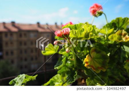 pink zonal geraniums on the windowsill. Pelargonium peltatum is a species of pelargonium known by the common names Pelargonium grandiflorum. Cranesbill or crane's-bill. Green leaves. pink zonal geraniums on the windowsill. Pelargonium peltatum is a species of pelargonium known by the common names Pelargonium grandiflorum. Cranesbill or crane's-bill. Green leaves. 104982497
