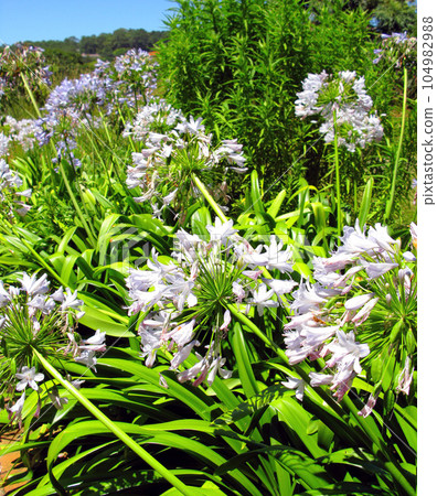 White lilies growing in nature reserve among other flora in summer. Lilium blooming in a botanical garden in spring. Lily flowers budding in its natural environment. Flowering plants blooming in park White lilies growing in nature reserve among other flora in summer. Lilium blooming in a botanical garden in spring. Lily flowers budding in its natural environment. Flowering plants blooming in park 104982988