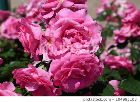 初夏的玫瑰 初夏的玫瑰 104983108