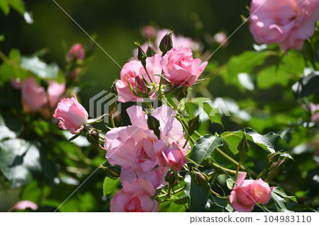 初夏的玫瑰 104983110