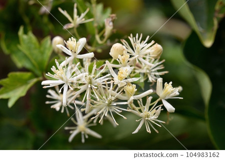 琉球鈕扣鶴花 琉球鈕扣鶴花 104983162