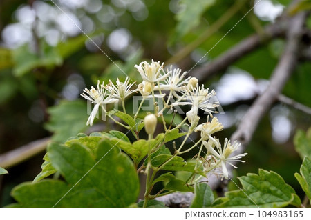 琉球鈕扣鶴花 琉球鈕扣鶴花 104983165