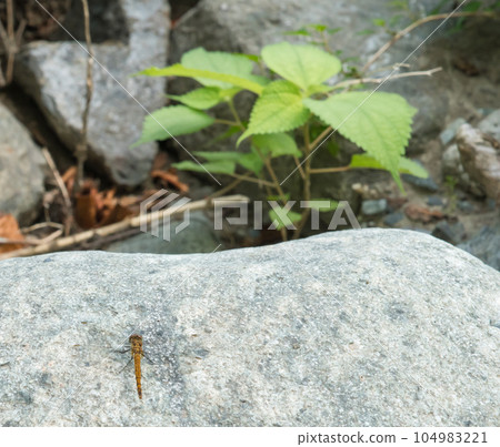 [多西河的蜻蜓] 104983221