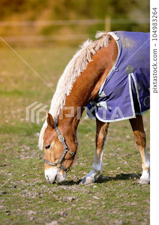 Beautiful Haflinger horses on a meadow on the alpine pasture in summer. Haflinger horse free in the meadow eats grass. A lonely brown horse is eating grass in the pasture of a small farm. 104983264