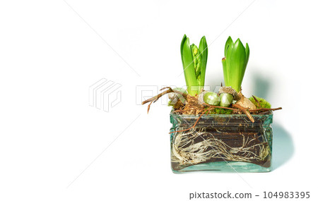 Tiny seedlings germinating into leaves with buds. Ecosystem of plant life developing and growing. Closeup of green crocus flavus flower with roots and bulbs sprouting in glass vase isolated on white 104983395