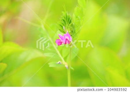 Cute crow flower Cute crow flower 104983592