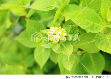 Hydrangea flowers beginning to bloom Hydrangea flowers beginning to bloom 104983593