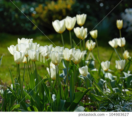 White tulips in my garden. Beautiful white tulips in my garden in early springtime. White tulips in my garden. Beautiful white tulips in my garden in early springtime. 104983627