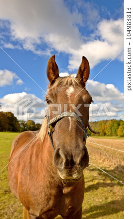 Beautiful thoroughbred horse in an open meadow, field or pasture outside. A stallion standing on grazing land with a cloudy sky background. Young purebred colt on a dude ranch of equestrian farm Beautiful thoroughbred horse in an open meadow, field or pasture outside. A stallion standing on grazing land with a cloudy sky background. Young purebred colt on a dude ranch of equestrian farm 104983813