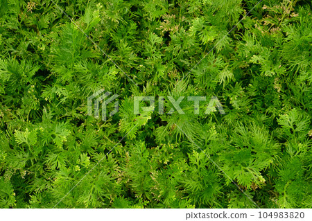 Selaginella (Selaginella Tamariscina or Selaginella Involvens Spring) Selaginella (Selaginella Tamariscina or Selaginella Involvens Spring) 104983820