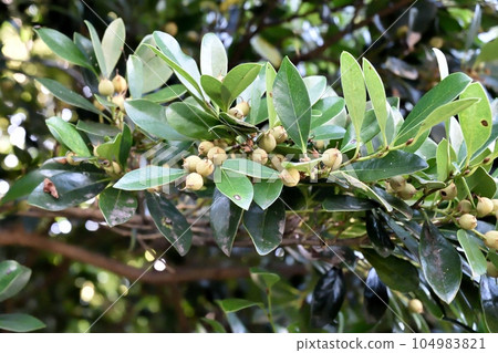 Isunoki fruit Isunoki fruit 104983821