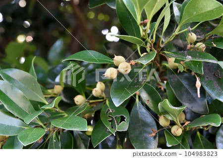 Isunoki fruit 104983823