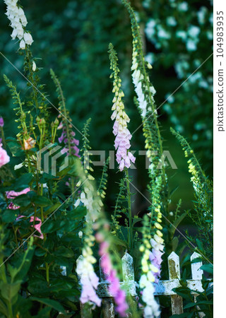 Common Foxglove flowers growing in green garden in spring season. Beautiful, colorful tubular pink and yellow flowering plants. Floral in between a dense lush environment or backyard summer foliage Common Foxglove flowers growing in green garden in spring season. Beautiful, colorful tubular pink and yellow flowering plants. Floral in between a dense lush environment or backyard summer foliage 104983935