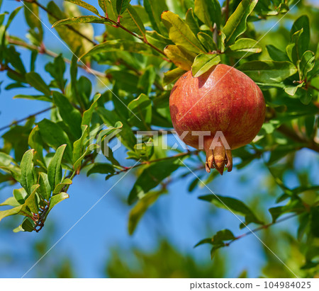 Closeup of a ripe pomegranate hanging on a tree branch in the garden. Delicious red garnet produce fruit ready to be picked. Fresh harvest growing on a healthy farm tree against a blur sky background Closeup of a ripe pomegranate hanging on a tree branch in the garden. Delicious red garnet produce fruit ready to be picked. Fresh harvest growing on a healthy farm tree against a blur sky background 104984025