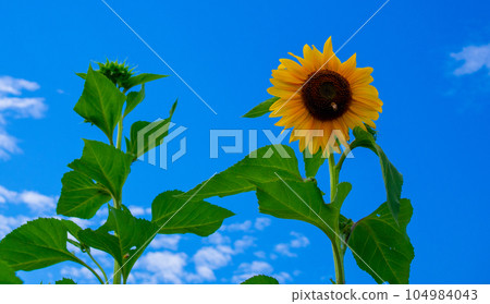 Summer landscape sunflower Summer landscape sunflower 104984043