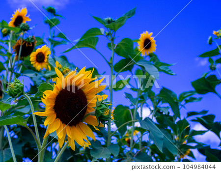 Summer landscape sunflower Summer landscape sunflower 104984044