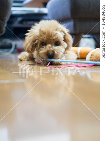 玩玩具的玩具貴賓犬 104984055