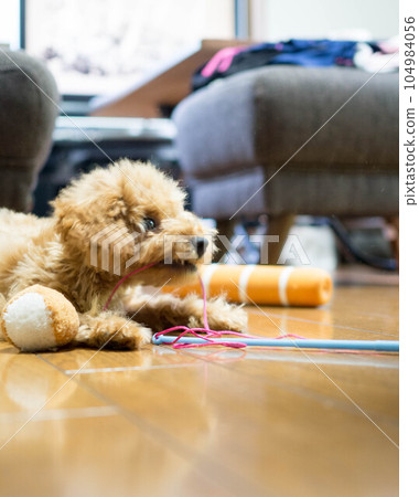 玩玩具的玩具貴賓犬 104984056