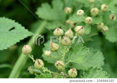 Nawashiroichi no yam Nawashiroichi no yam 104984185