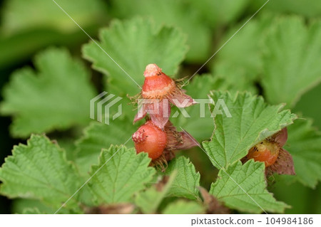 繩代草莓果實後 繩代草莓果實後 104984186