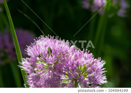 Cute purple flowers blooming in the summer garden Chives Cute purple flowers blooming in the summer garden Chives 104984299