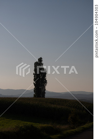 Clear twilight sky and poplars on the hill Biei Town Clear twilight sky and poplars on the hill Biei Town 104984303