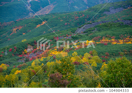 Colorfully colored autumn trees Colorfully colored autumn trees 104984333