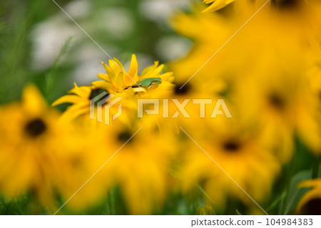 window garden 104984383