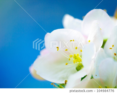 Spring, space and garden with flower in nature for ecology, growth and peace on blue sky mockup. Plant, floral and zoom with closeup of blossom on plum tree for ecosystem, leaf and environment Spring, space and garden with flower in nature for ecology, growth and peace on blue sky mockup. Plant, floral and zoom with closeup of blossom on plum tree for ecosystem, leaf and environment 104984776