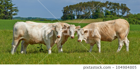 Herd, cows and farm field in summer for agriculture, eating and walking for health, meat industry and outdoor. Cattle group, grass and together for farming, nature and sunshine in green countryside 104984805
