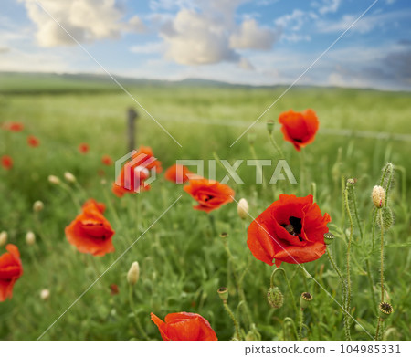 Nature, garden and orange flowers in grass with greenery and plants in spring in the countryside. Environment, eco friendly and natural floral blossom petals on the lawn of an outdoor park or field. Nature, garden and orange flowers in grass with greenery and plants in spring in the countryside. Environment, eco friendly and natural floral blossom petals on the lawn of an outdoor park or field. 104985331