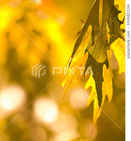 Autumn, tree and wallpaper of leaves in fall, forest and season in nature or background of plants and bokeh. Yellow, leaf in afternoon or light in the morning, sun or color of countryside in spring Autumn, tree and wallpaper of leaves in fall, forest and season in nature or background of plants and bokeh. Yellow, leaf in afternoon or light in the morning, sun or color of countryside in spring 104985334