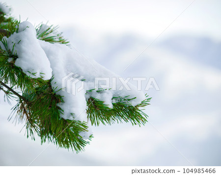 Winter, outdoor and snow on a tree in the forest with natural, sustainable or eco friendly environment. Weather, nature and closeup of frozen, cold and frosty ice branches in woods with mockup space. 104985466