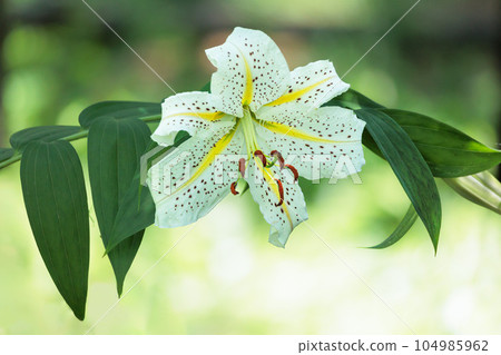 The flower of the Japanese lily blooms elegantly with a delicate fragrance. 104985962